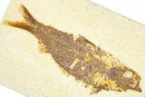 Detailed Fossil Fish (Knightia) - Wyoming #379529-1